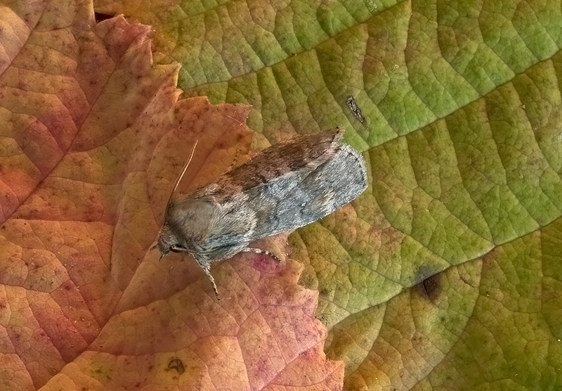 Cymatophorina diluta Drepanidae